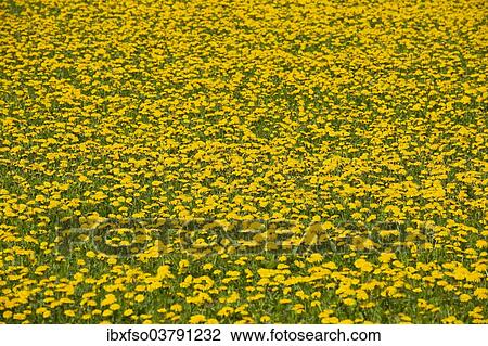 "Dandelion (Taraxacum sect. Ruderalia), many flowers in a meadow, Thuringia, Germany, Europe" View Large Photo Image Stock Image - "Dandelion (Taraxacum sect. Ruderalia), many flowers in a meadow, Thuringia, Germany, Europe". Fotosearch