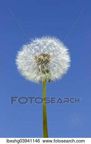 "Dandelion (Taraxacum sp. ), blowball" View Large Photo Image Stock Photograph - "Dandelion (Taraxacum sp. ), blowball". Fotosearch