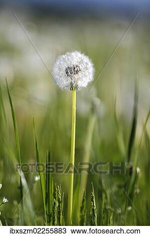 "Dandelion (Taraxacum sp. ) clock, withered, Black Forest, Baden-Wuerttemberg, Germany, Europe" View Large Photo Image Stock Image - "Dandelion (Taraxacum sp. ) clock, withered, Black Forest, Baden-Wuerttemberg, Germany, Europe". Fotosearch