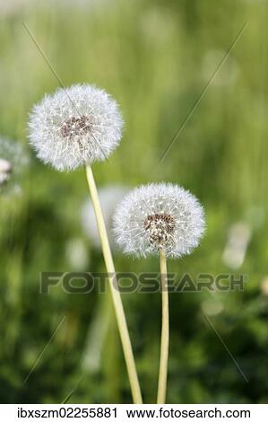 "Dandelion (Taraxacum sp. ) clocks, withered, Black Forest, Baden-Wuerttemberg, Germany, Europe" View Large Photo Image Stock Image - "Dandelion (Taraxacum sp. ) clocks, withered, Black Forest, Baden-Wuerttemberg, Germany, Europe". Fotosearch