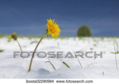 "Dandelion (Taraxacum sp. ) in the snow, Black Forest, Baden-Wuerttemberg, Germany, Europe" View Large Photo Image Picture - "Dandelion (Taraxacum sp. ) in the snow, Black Forest, Baden-Wuerttemberg, Germany, Europe". Fotosearch