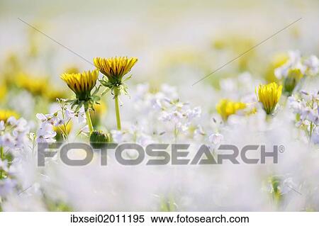 Dandelion (Taraxacum) with Cuckoo Flower or Lady's Smock (Cardamine pratensis) View Large Photo Image Stock Photography - Dandelion (Taraxacum) with Cuckoo Flower or Lady's Smock (Cardamine pratensis). Fotosearch