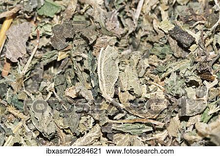 "Dandelion tea, organic tea" View Large Photo Image Stock Image - "Dandelion tea, organic tea". Fotosearch