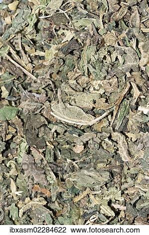 "Dandelion tea, organic tea" View Large Photo Image Stock Image - "Dandelion tea, organic tea". Fotosearch