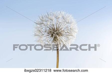 Stock Photo - "Dandelion, withered dandelion, blowball, dandelion clock (Taraxacum), with diaspores, seeds". Fotosearch