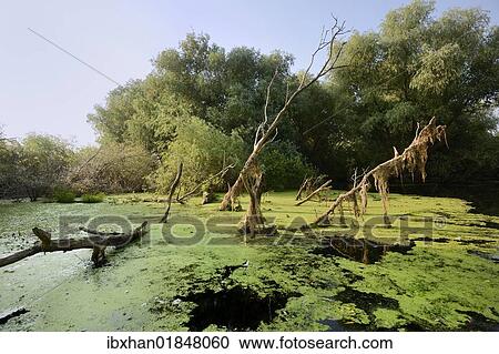 "Danube Delta, Murighiol, Romania, Europe" View Large Photo Image Stock Image - "Danube Delta, Murighiol, Romania, Europe". Fotosearch