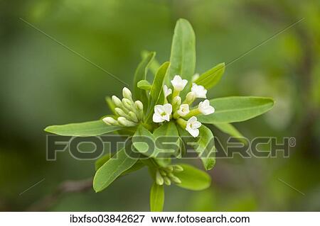 "Daphne axilliflora, flowering, Thuringia, Germany, Europe" View Large Photo Image Stock Photo - "Daphne axilliflora, flowering, Thuringia, Germany, Europe". Fotosearch