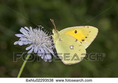 Stock Photo - "Dark clouded yellow (Colias crocea) searching for nectar, near Lake Kerkini, Greece, Europe". Fotosearch