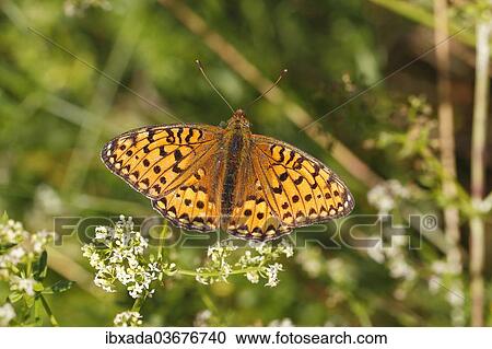 "Dark Green Fritillary (Argynnis aglaja) perched on a meadow plant with outstretched wings, Altenseelbach, Neunkirchen, North Rhine-Westphalia, Germany, Europe" View Large Photo Image Stock Image - "Dark Green Fritillary (Argynnis aglaja) perched on a meadow plant with outstretched wings, Altenseelbach, Neunkirchen, North Rhine-Westphalia, Germany, Europe". Fotosearch