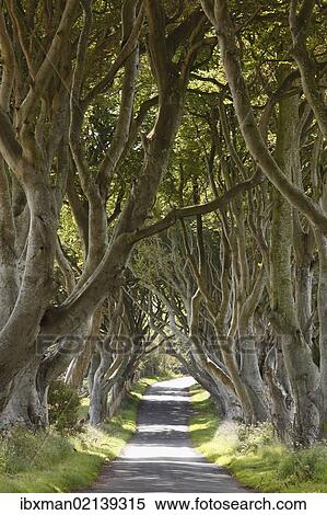 "Dark Hedges, an avenue of Beech trees, Bregagh Road near Armoy, County Antrim, Northern Ireland, Great Britain, Europe" View Large Photo Image Stock Photography - "Dark Hedges, an avenue of Beech trees, Bregagh Road near Armoy, County Antrim, Northern Ireland, Great Britain, Europe". Fotosearch