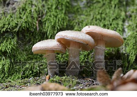"Dark Honey Fungus (Armillaria ostoyae), Emsland, Lower Saxony, Germany, Europe" View Large Photo Image Stock Image - "Dark Honey Fungus (Armillaria ostoyae), Emsland, Lower Saxony, Germany, Europe". Fotosearch