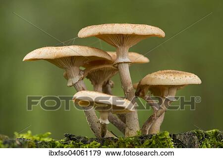 "Dark Honey Fungus (Armillaria ostoyae), Lower Saxony, Germany, Europe" View Large Photo Image Stock Photo - "Dark Honey Fungus (Armillaria ostoyae), Lower Saxony, Germany, Europe". Fotosearch