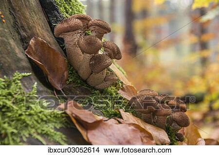 Picture - "Dark Honey Mushroom (Armillaria ostoyae), Thuringia, Germany, Europe". Fotosearch