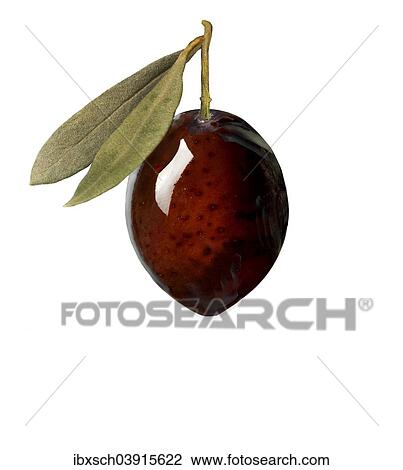 Dark olive with leaves View Large Photo Image Stock Image - Dark olive with leaves. Fotosearch