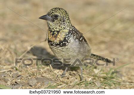 "D'Arnaud's Barbet (Trachyphonus darnaudii), Serengeti, Tanzania, Africa" View Large Photo Image Stock Image - "D'Arnaud's Barbet (Trachyphonus darnaudii), Serengeti, Tanzania, Africa". Fotosearch