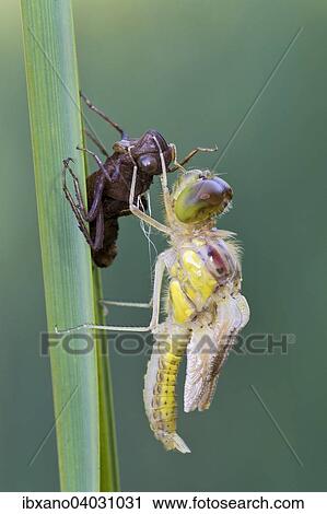 "Darter (Sympetrum sp. ), male, with exuvia, Burgenland, Austria, Europe" View Large Photo Image Stock Image - "Darter (Sympetrum sp. ), male, with exuvia, Burgenland, Austria, Europe". Fotosearch