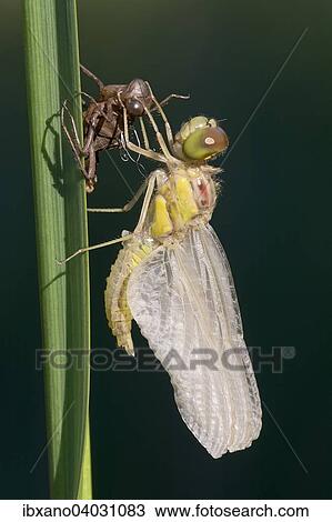 "Darter (Sympetrum sp. ), male, with exuvia, Burgenland, Austria, Europe" View Large Photo Image Stock Image - "Darter (Sympetrum sp. ), male, with exuvia, Burgenland, Austria, Europe". Fotosearch
