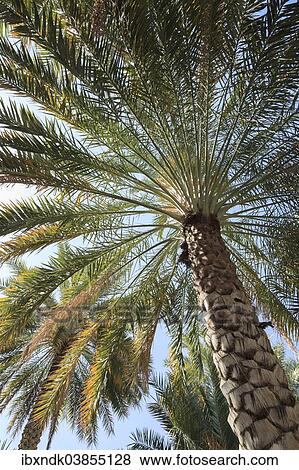 "Date Palm (Phoenix dactylifera), Ad Dakhiliyah Governorate, Oman, Asia" View Large Photo Image Stock Photo - "Date Palm (Phoenix dactylifera), Ad Dakhiliyah Governorate, Oman, Asia". Fotosearch