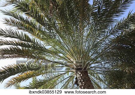 "Date Palm (Phoenix dactylifera), Ad Dakhiliyah Governorate, Oman, Asia" View Large Photo Image Stock Photo - "Date Palm (Phoenix dactylifera), Ad Dakhiliyah Governorate, Oman, Asia". Fotosearch