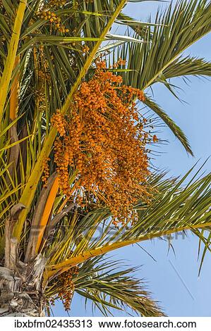 Stock Image - "Date palm (Phoenix sp. ), Jardim de Sagres, Sagres, Algarve, Portugal, Europe". Fotosearch