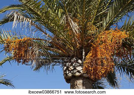 "Date Palm (Phoenix sp. ) with fruits, Majorca, Balearic Islands, Spain, Europe" View Large Photo Image Stock Image - "Date Palm (Phoenix sp. ) with fruits, Majorca, Balearic Islands, Spain, Europe". Fotosearch
