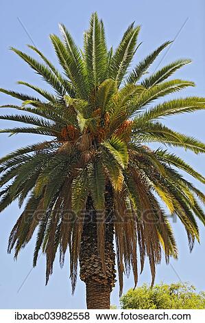 Stock Photo - "Date Palm (Phoenix), Windhoek, Namibia, Africa". Fotosearch