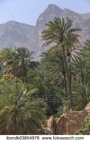 "Date palms in Wadi Tiwi with Hajar Mountains, Ash-Sharqiyah, Oman, Asia" View Large Photo Image Stock Photograph - "Date palms in Wadi Tiwi with Hajar Mountains, Ash-Sharqiyah, Oman, Asia". Fotosearch
