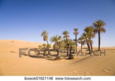 "Date Palms (Phoenix spec. ), in the Libyan Desert, Um el Ma Oasis, Libya, Sahara, North Africa, Africa" View Large Photo Image Stock Photo - "Date Palms (Phoenix spec. ), in the Libyan Desert, Um el Ma Oasis, Libya, Sahara, North Africa, Africa". Fotosearch