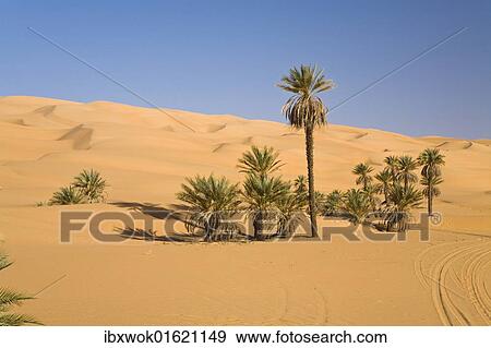"Date Palms (Phoenix spec. ), in the Libyan Desert, Um el Ma Oasis, Libya, Sahara, North Africa, Africa" View Large Photo Image Stock Photo - "Date Palms (Phoenix spec. ), in the Libyan Desert, Um el Ma Oasis, Libya, Sahara, North Africa, Africa". Fotosearch