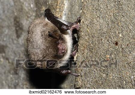 Stock Photograph - "Daubenton's Bat (Myotis daubentoni), species in Annex IV of the Habitats Directive, in winter quarters, hibernating in a tunnel, Topor, Kiel, Schleswig-Holstein, Germany, Europe". Fotosearch