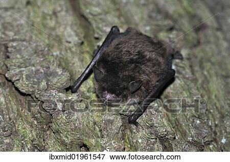 "Daubenton's Bat (Myotis daubentonii), hanging on a tree trunk, woods near Geesthacht, Schleswig-Holstein, Germany, Europe" View Large Photo Image Stock Photo - "Daubenton's Bat (Myotis daubentonii), hanging on a tree trunk, woods near Geesthacht, Schleswig-Holstein, Germany, Europe". Fotosearch