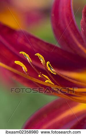 "Daylily (Hemerocallis), red" View Large Photo Image Stock Image - "Daylily (Hemerocallis), red". Fotosearch