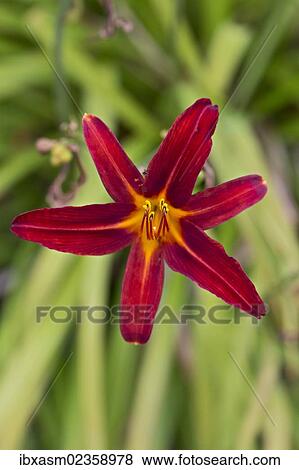 "Daylily (Hemerocallis), red" View Large Photo Image Stock Photo - "Daylily (Hemerocallis), red". Fotosearch
