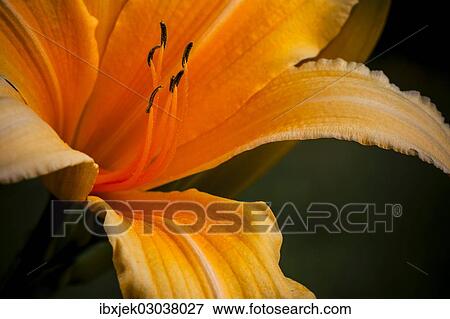 "Daylily (Hemerocallis sp. ), flower" View Large Photo Image Stock Photo - "Daylily (Hemerocallis sp. ), flower". Fotosearch