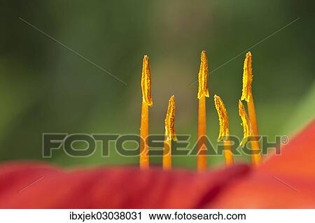 "Daylily (Hemerocallis sp. ), stamens" View Large Photo Image Stock Image - "Daylily (Hemerocallis sp. ), stamens". Fotosearch