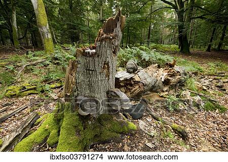 Picture - "Dead and fallen beech (Fagus sylvatica), valuable deadwood, Darss, Western Pomerania Lagoon Area National Park, Mecklenburg-Vorpommern, Germany, Europe". Fotosearch