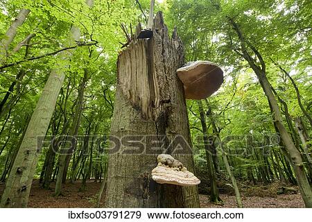 "Dead beech (Fagus sylvatica) with tinder fungus (Fomes fomentarius) Darss, Western Pomerania Lagoon Area National Park, Mecklenburg-Vorpommern, Germany, Europe" View Large Photo Image Stock Photo - "Dead beech (Fagus sylvatica) with tinder fungus (Fomes fomentarius) Darss, Western Pomerania Lagoon Area National Park, Mecklenburg-Vorpommern, Germany, Europe". Fotosearch