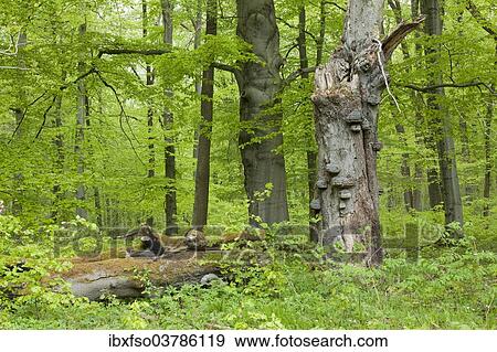 "Dead Common Beech or European Beech (Fagus sylvatica) with True Tinder Polypore fungi (Fomes fomentarius), Hainich National Park, Thuringia, Germany, Europe" View Large Photo Image Stock Photo - "Dead Common Beech or European Beech (Fagus sylvatica) with True Tinder Polypore fungi (Fomes fomentarius), Hainich National Park, Thuringia, Germany, Europe". Fotosearch