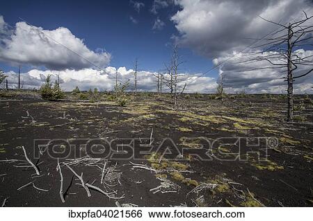 Stock Photograph - "Dead forest, Tolbachik volcano, Kamchatka, Russia, Europe". Fotosearch