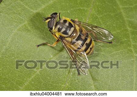 "Dead Head Fly (Myathropa florea), female, Baden-Wurttemberg, Germany, Europe" View Large Photo Image Stock Image - "Dead Head Fly (Myathropa florea), female, Baden-Wurttemberg, Germany, Europe". Fotosearch