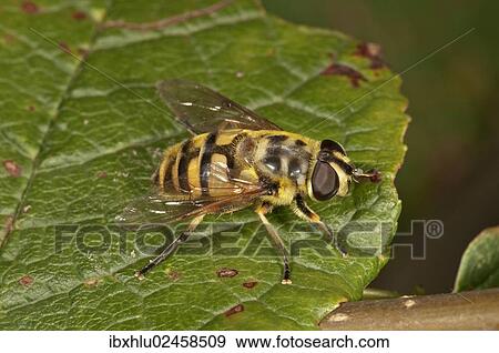 Stock Photo - "Dead Head Hoverfly (Myathropa florea), female, Untergroeningen, Baden-Wuerttemberg, Germany, Europe". Fotosearch