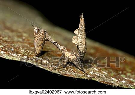"Dead leaf mantis (Deroplatys spec. ), Tiputini rain forest, Yasuni National Park, Ecuador, South America" View Large Photo Image Stock Photo - "Dead leaf mantis (Deroplatys spec. ), Tiputini rain forest, Yasuni National Park, Ecuador, South America". Fotosearch