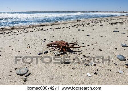"Dead Lobster (Palinuridae) on the beach, Henties Bay, Namibia, Africa" View Large Photo Image Stock Image - "Dead Lobster (Palinuridae) on the beach, Henties Bay, Namibia, Africa". Fotosearch