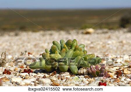 "Dead Man Fingers (Dactylopsis digitata), Knersvlakte, Namaqualand, South Africa, Africa" View Large Photo Image Stock Image - "Dead Man Fingers (Dactylopsis digitata), Knersvlakte, Namaqualand, South Africa, Africa". Fotosearch