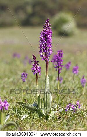 "Dead Man's Fingers or Early Purple Orchid (Orchis mascula), flowering, Hesse, Germany, Europe" View Large Photo Image Stock Image - "Dead Man's Fingers or Early Purple Orchid (Orchis mascula), flowering, Hesse, Germany, Europe". Fotosearch