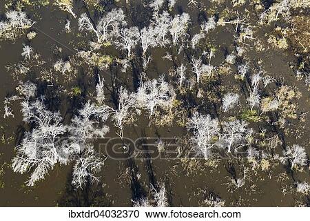 Stock Image - "Dead Mopane Trees (Colophospermum mopane) in a freshwater marsh, aerial view, Okavango Delta, Botswana, Africa". Fotosearch