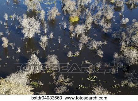 Stock Image - "Dead Mopane Trees (Colophospermum mopane) in a freshwater marsh, aerial view, Okavango Delta, Botswana, Africa". Fotosearch