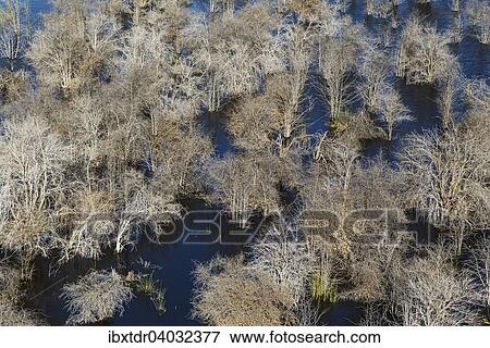 "Dead Mopane trees (Colophospermum mopane) in a freshwater marsh, aerial view, Okavango Delta, Botswana, Africa" View Large Photo Image Stock Photo - "Dead Mopane trees (Colophospermum mopane) in a freshwater marsh, aerial view, Okavango Delta, Botswana, Africa". Fotosearch