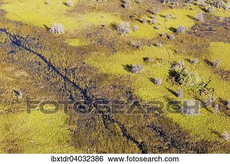 Stock Photograph - "Dead Mopane Trees (Colophospermum mopane) in a freshwater marsh, aerial view, Okavango Delta, Botswana, Africa". Fotosearch