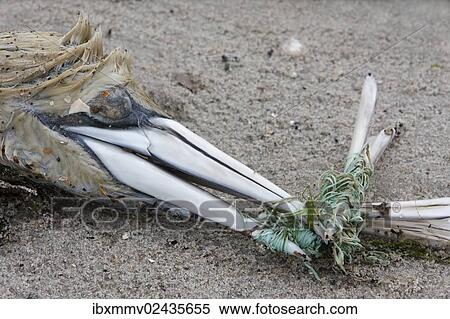 "Dead Northern Gannet (Sula bassana, Morus bassanus), killed by a piece of fishing net, marine debris, Minsener Oog island, East Frisian Islands, Lower Saxony Wadden Sea, Lower Saxony, Germany, Europe" View Large Photo Image Stock Photography - "Dead Northern Gannet (Sula bassana, Morus bassanus), killed by a piece of fishing net, marine debris, Minsener Oog island, East Frisian Islands, Lower Saxony Wadden Sea, Lower Saxony, Germany, Europe". Fotosearch